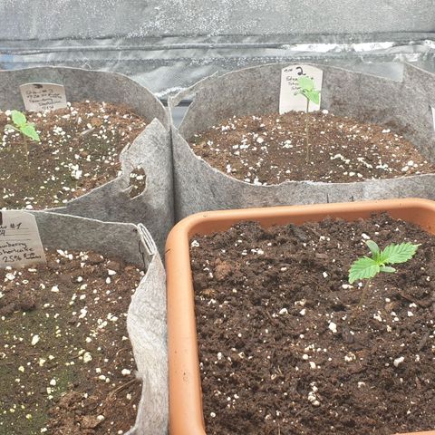 Straw #3 growlog photo