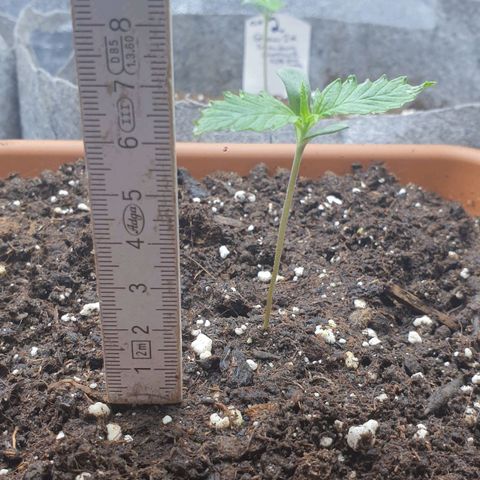 Straw Jr growlog timeline photo