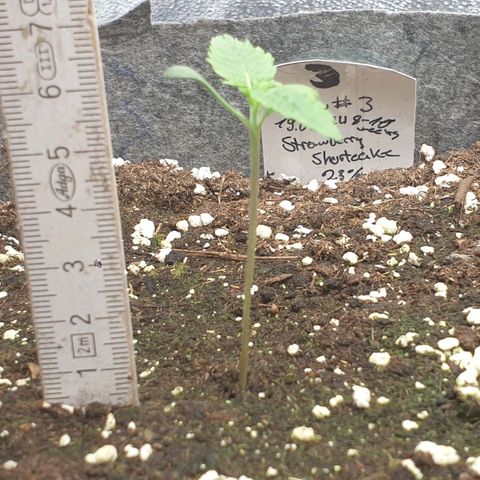 Straw #3 growlog photo