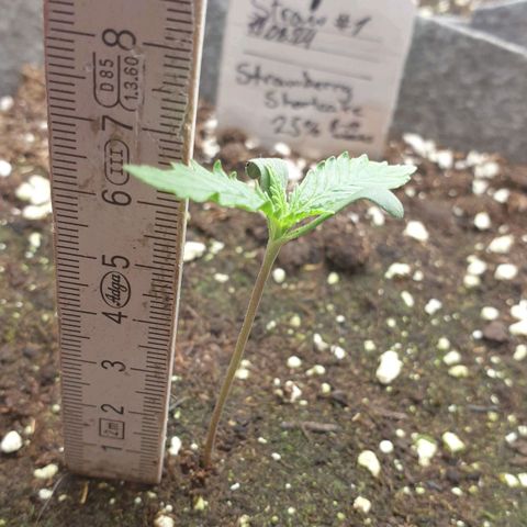 Straw # One growlog timeline photo