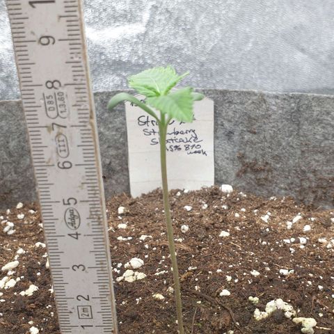 Straw # TWO growlog timeline photo