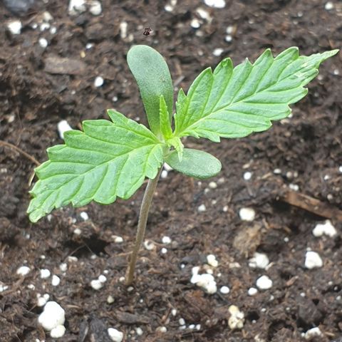 Straw Jr growlog photo: Neue Blätter kommen, hier sieht mann es gut wieso ich sie umgepflantzt habe, die einzige die so ausschaut. Die anderen sehen sehr schön aus! 