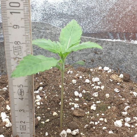Straw #3 growlog photo