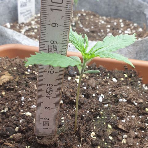 Straw Jr growlog timeline photo