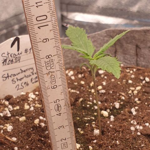 Straw # One growlog timeline photo