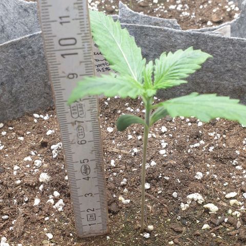 Straw # TWO growlog timeline photo