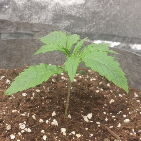 Straw #3 growlog timeline photo