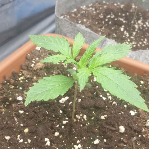 Straw Jr growlog timeline photo