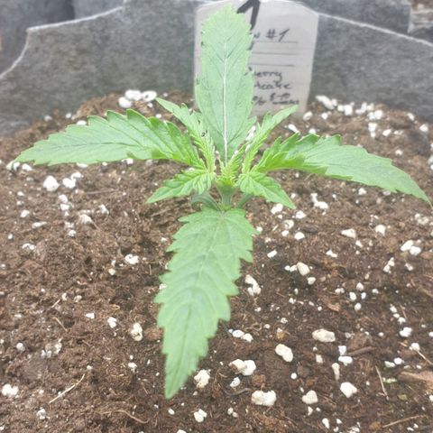 Straw # One growlog timeline photo