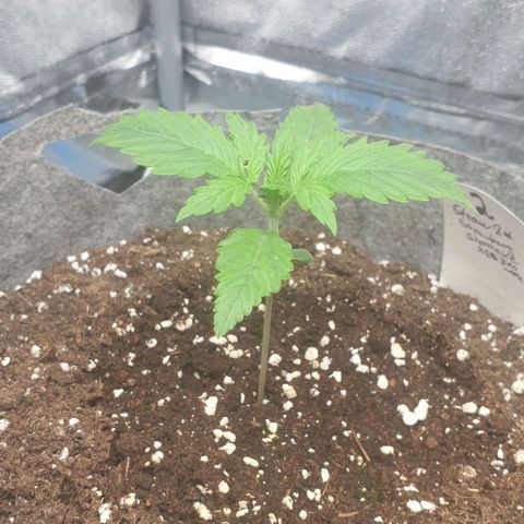 Straw # TWO growlog timeline photo