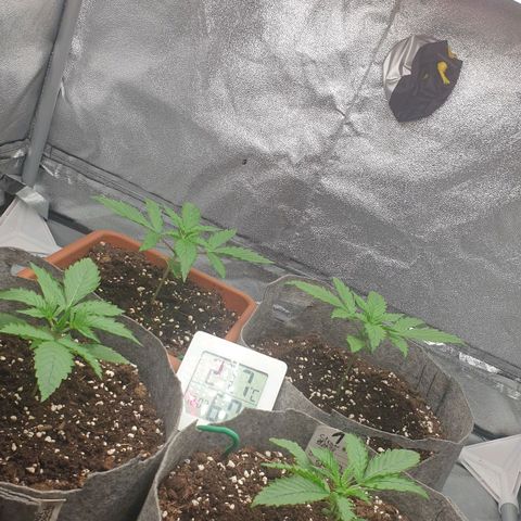 Straw #3 growlog photo: an overview of the tent. everything about 10-11cm high 