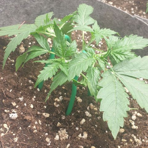 Straw #3 growlog photo: the beginning of the LST, they are doing very well 