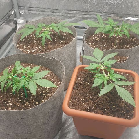 Straw #3 growlog photo: the beginning of the LST, they are doing very well 