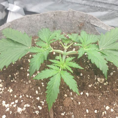 Straw #3 growlog photo: the beginning of the LST, they are doing very well 