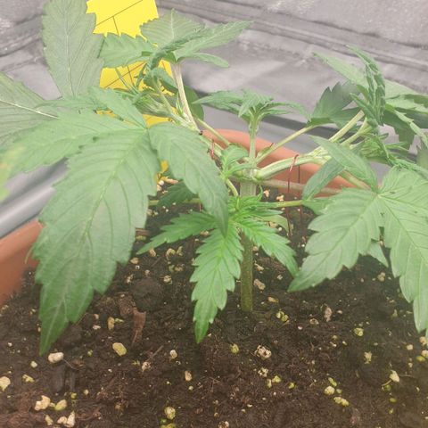 Straw Jr growlog timeline photo