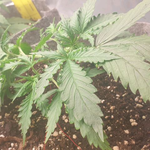 Straw # One growlog timeline photo
