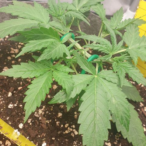 Straw #3 growlog timeline photo