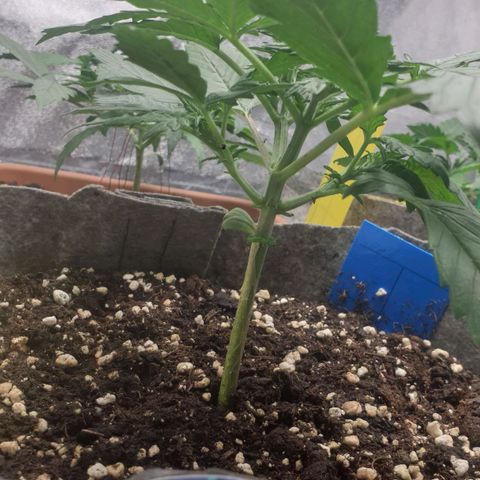 Straw # TWO growlog timeline photo