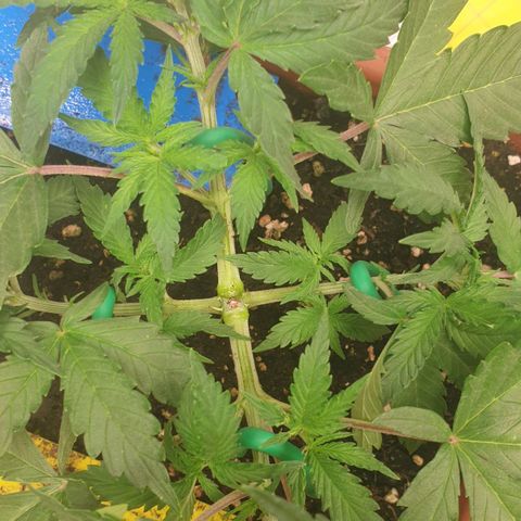 Straw #3 growlog photo: Lst 