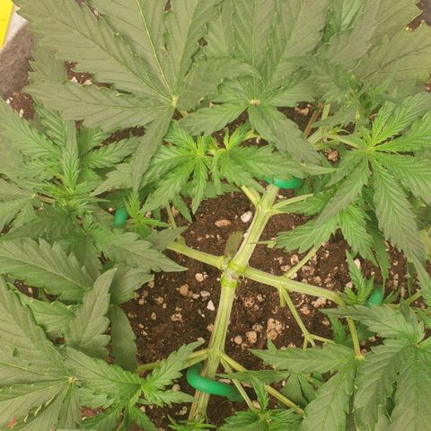 Straw #3 growlog photo: Lst 