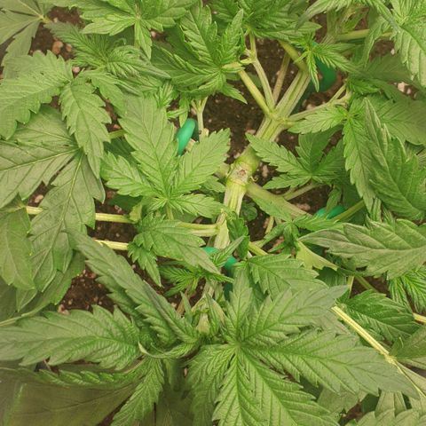 Straw #3 growlog photo: Lst 