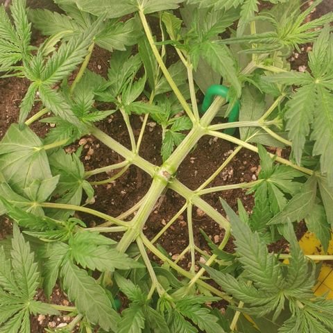 Straw #3 growlog photo: Lst 