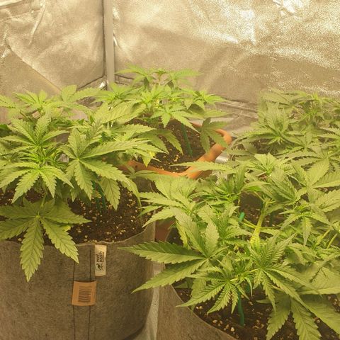 Straw #3 growlog photo: week 5 since planting 