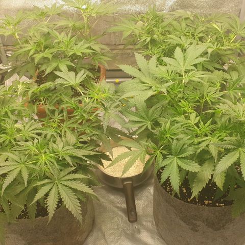 Straw #3 growlog timeline photo