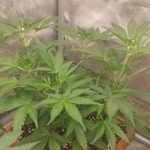 Straw Jr growlog timeline photo