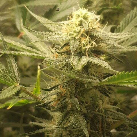 Straw #3 growlog timeline photo