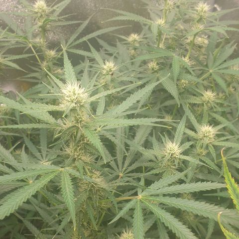 Straw #3 growlog timeline photo