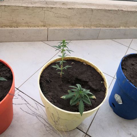 Unknown strain growlog photo: Started nutrients
