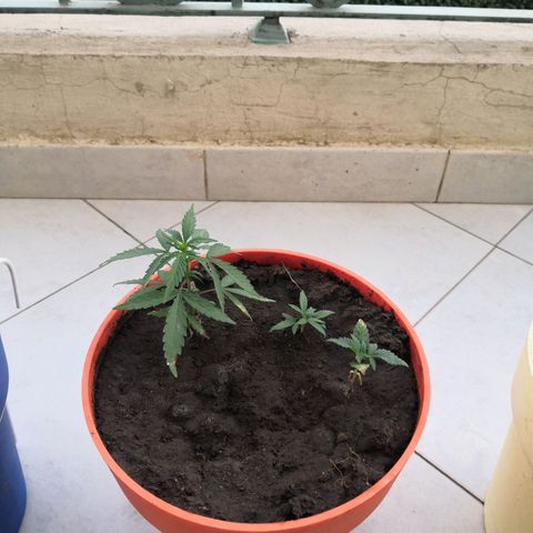 Unknown strain growlog photo: Started nutrients
