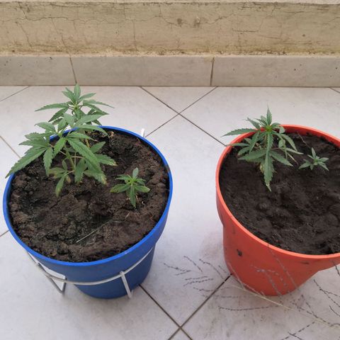 Unknown strain growlog photo: Started nutrients
