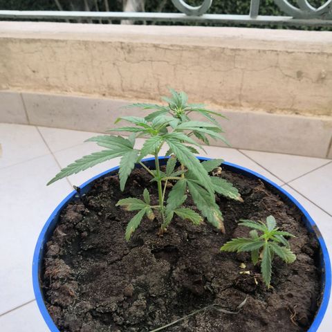Unknown strain growlog photo: Started nutrients
