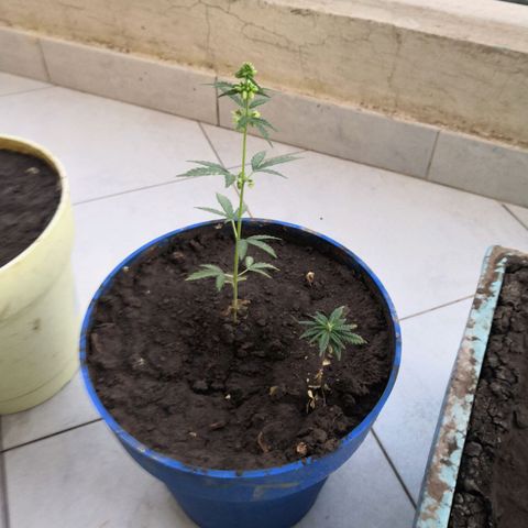 Unknown strain growlog photo: Started nutrients
