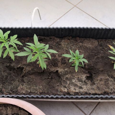 Unknown strain growlog photo: Started nutrients
