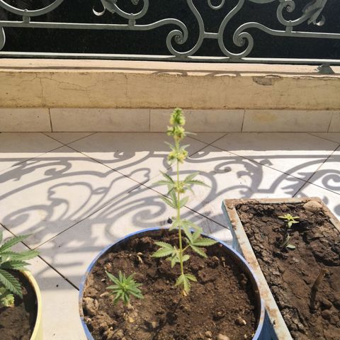 Unknown strain growlog timeline photo