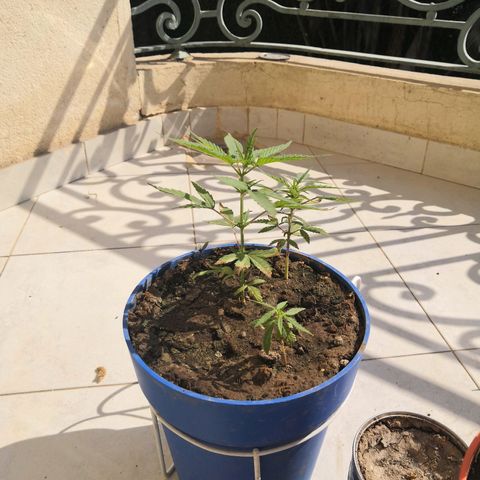 Unknown strain growlog timeline photo