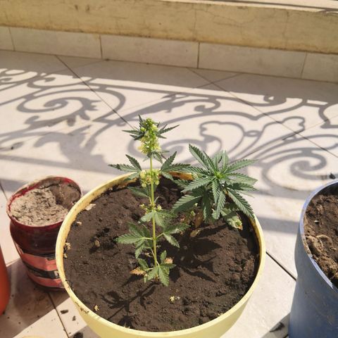 Unknown strain growlog timeline photo