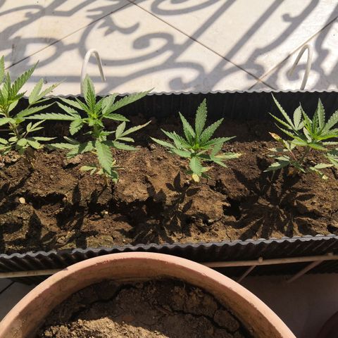 Unknown strain growlog timeline photo