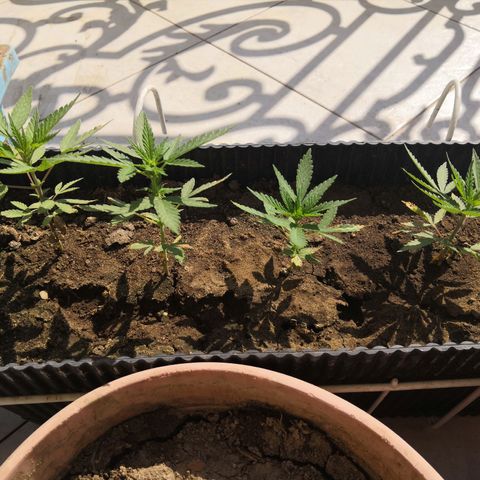 Unknown strain growlog timeline photo