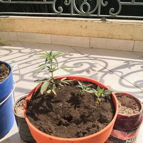 Unknown strain growlog timeline photo