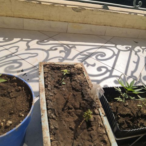 Unknown strain growlog timeline photo