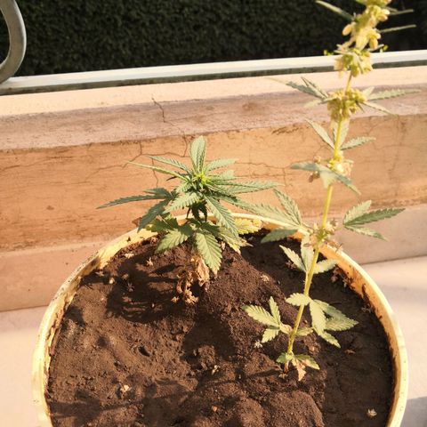 Unknown strain growlog timeline photo