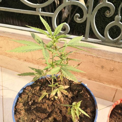 Unknown strain growlog timeline photo