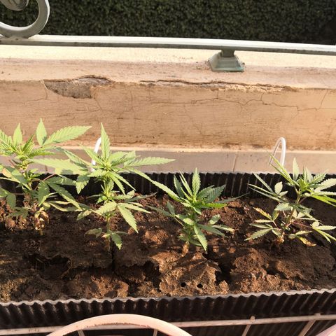 Unknown strain growlog timeline photo