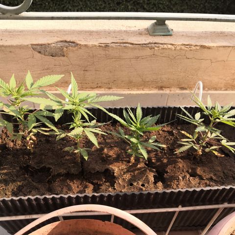Unknown strain growlog timeline photo