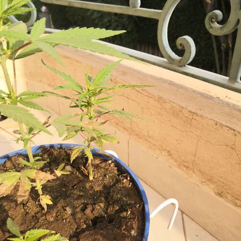 Unknown strain growlog timeline photo
