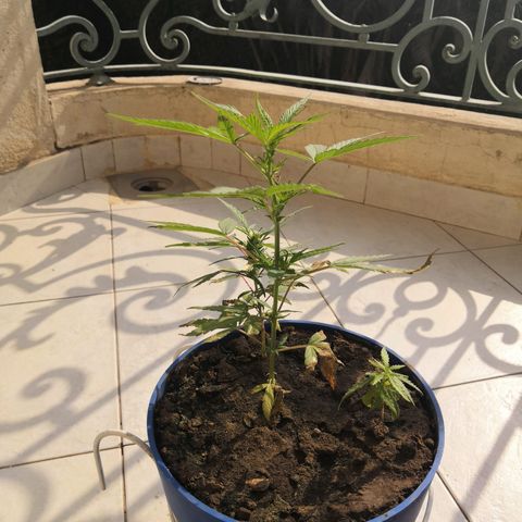 Unknown strain growlog timeline photo